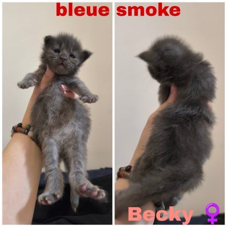 Image de la portée de chaton de l'élévage La Chatterie Les Coons Boréals