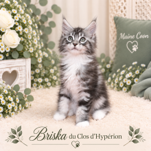 Chatons d'apparence Maine coon à vendre chez l'éleveur LELOUP ISABELLE