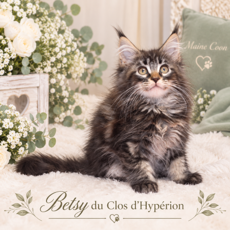 Image de la portée de chaton de l'élévage LELOUP ISABELLE