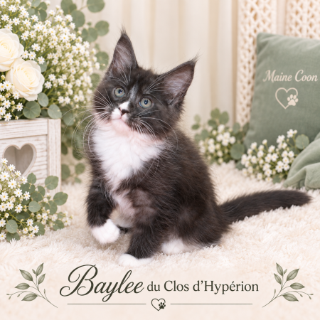 Image de la portée de chaton de l'élévage LELOUP ISABELLE