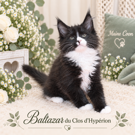 Image de la portée de chaton de l'élévage LELOUP ISABELLE