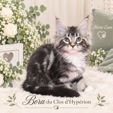 Image de la portée de chaton de l'élévage LELOUP ISABELLE