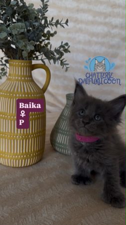 Image de la portée de chaton de l'élévage Chatterie Des Daifuku Coon