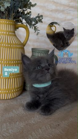 Image de la portée de chaton de l'élévage Chatterie Des Daifuku Coon