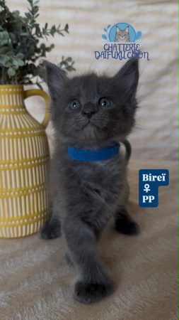 Image de la portée de chaton de l'élévage Chatterie Des Daifuku Coon