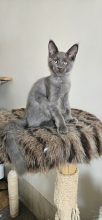 Chatons de race Maine coon à vendre chez l'éleveur CHATTERIE DE SAM TI COON