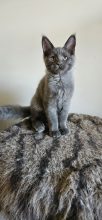 Chatons de race Maine coon à vendre chez l'éleveur CHATTERIE DE SAM TI COON