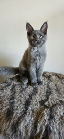 Image de la portée de chaton de l'élévage CHATTERIE DE SAM TI COON