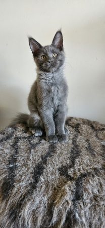 Image de la portée de chaton de l'élévage CHATTERIE DE SAM TI COON