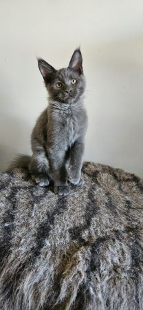 Image de la portée de chaton de l'élévage CHATTERIE DE SAM TI COON