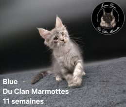 Chatons de race Maine coon à vendre chez l'éleveur Du Clan Marmottes