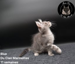 Chatons de race Maine coon à vendre chez l'éleveur Du Clan Marmottes