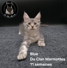 Chatons de race Maine coon à vendre chez l'éleveur Du Clan Marmottes