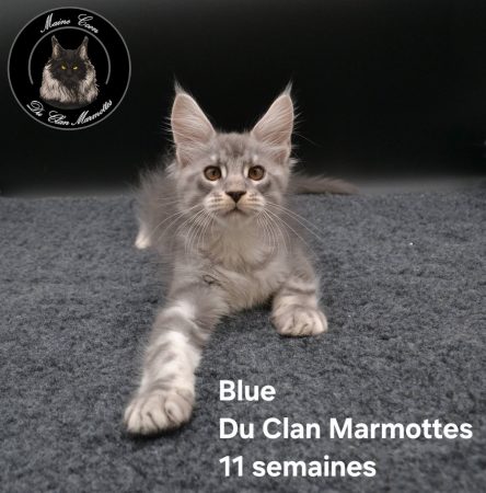 Image de la portée de chaton de l'élévage Du Clan Marmottes