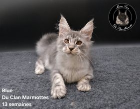 Chatons de race Maine coon à vendre chez l'éleveur Du Clan Marmottes