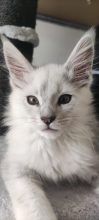 Chatons de race Maine coon à vendre chez l'éleveur CHATTERIE DE LA JETPET’S COON