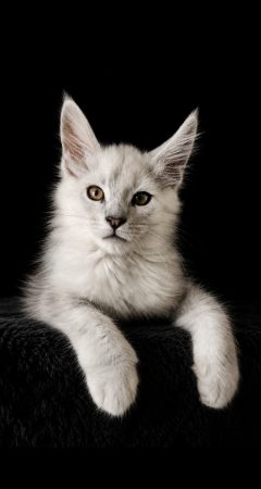 Image de la portée de chaton de l'élévage CHATTERIE DE LA JETPET&rsquo;S COON