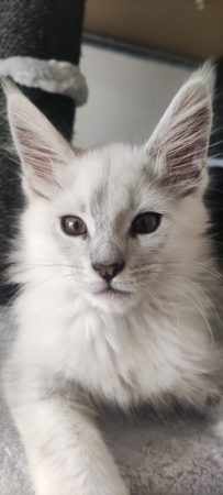 Image de la portée de chaton de l'élévage CHATTERIE DE LA JETPET&rsquo;S COON