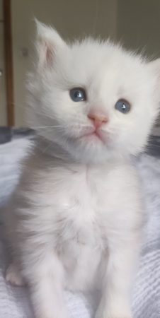 Image de la portée de chaton de l'élévage CHATTERIE DE LA JETPET&rsquo;S COON