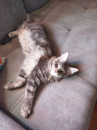 Image de la portée de chaton de l'élévage DES LYNX D&rsquo;ALSACE
