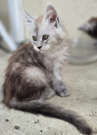Image de la portée de chaton de l'élévage CHATTERIE DU PAYS D&rsquo;HECATE