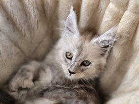 Chatons de race Maine coon à vendre chez l'éleveur CHATTERIE DU PAYS D&rsquo;HECATE
