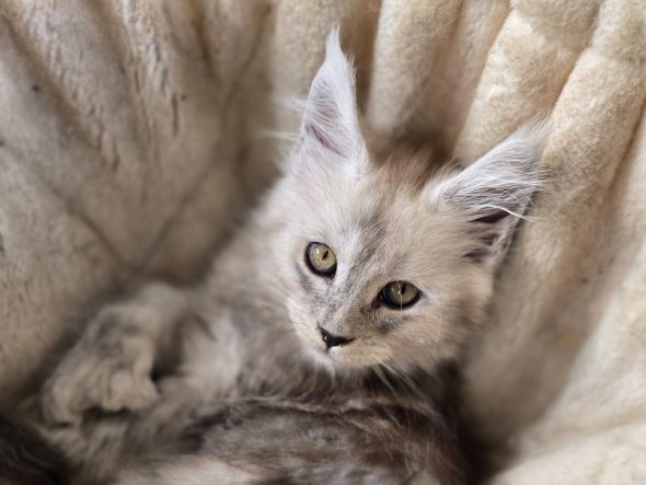 Image de la portée de chaton de l'élévage CHATTERIE DU PAYS D&rsquo;HECATE