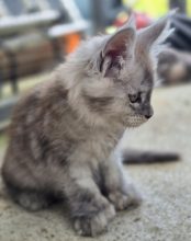 Chatons de race Maine coon à vendre chez l'éleveur CHATTERIE DU PAYS D&rsquo;HECATE