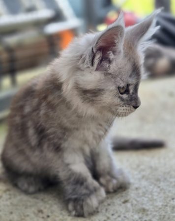 Image de la portée de chaton de l'élévage CHATTERIE DU PAYS D&rsquo;HECATE