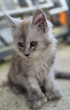 Chatons de race Maine coon à vendre chez l'éleveur CHATTERIE DU PAYS D&rsquo;HECATE