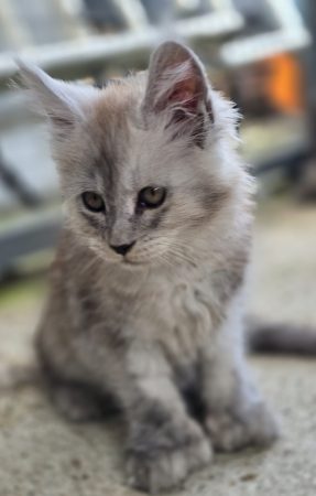Image de la portée de chaton de l'élévage CHATTERIE DU PAYS D&rsquo;HECATE
