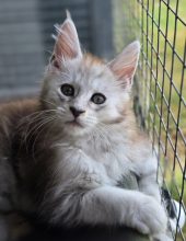 Chatons de race Maine coon à vendre chez l'éleveur CHATTERIE DU PAYS D&rsquo;HECATE