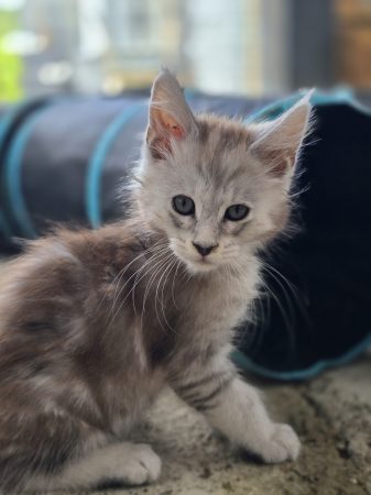 Image de la portée de chaton de l'élévage CHATTERIE DU PAYS D&rsquo;HECATE