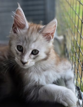 Image de la portée de chaton de l'élévage CHATTERIE DU PAYS D&rsquo;HECATE