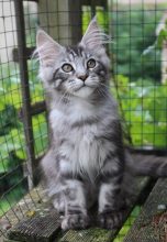 Chatons d'apparence Maine coon à vendre chez l'éleveur Chatterie du Val Del Fort Cat&rsquo;s