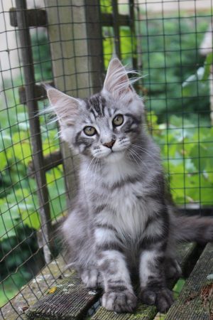 Image de la portée de chaton de l'élévage Chatterie du Val Del Fort Cat&rsquo;s