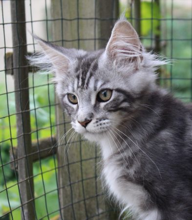 Image de la portée de chaton de l'élévage Chatterie du Val Del Fort Cat&rsquo;s