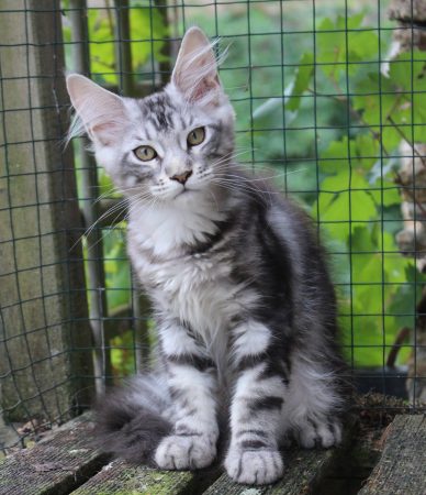 Image de la portée de chaton de l'élévage Chatterie du Val Del Fort Cat&rsquo;s