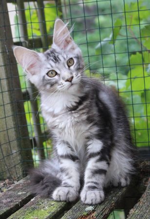 Image de la portée de chaton de l'élévage Chatterie du Val Del Fort Cat&rsquo;s