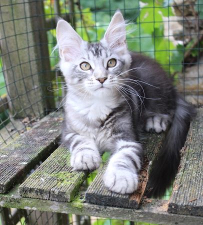 Image de la portée de chaton de l'élévage Chatterie du Val Del Fort Cat&rsquo;s