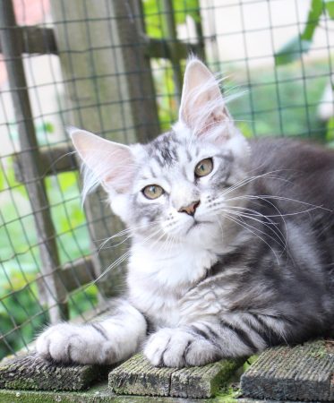Image de la portée de chaton de l'élévage Chatterie du Val Del Fort Cat&rsquo;s