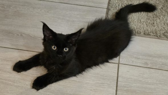 Image de la portée de chaton de l'élévage DU JARDIN D EBENE