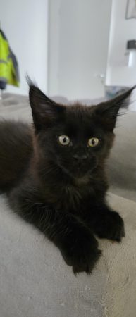 Image de la portée de chaton de l'élévage DU JARDIN D EBENE