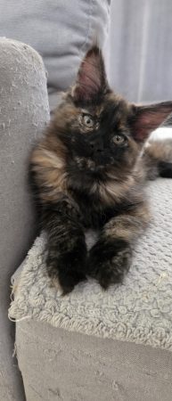 Image de la portée de chaton de l'élévage DU JARDIN D EBENE