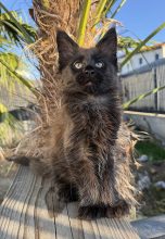 Chatons de race Maine coon à vendre chez l'éleveur LA CITE D ASGARDIA