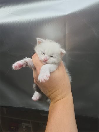 Image de la portée de chaton de l'élévage L ECOLE DES COONS