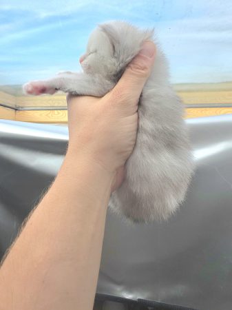 Image de la portée de chaton de l'élévage L ECOLE DES COONS
