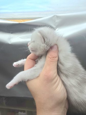 Image de la portée de chaton de l'élévage L ECOLE DES COONS