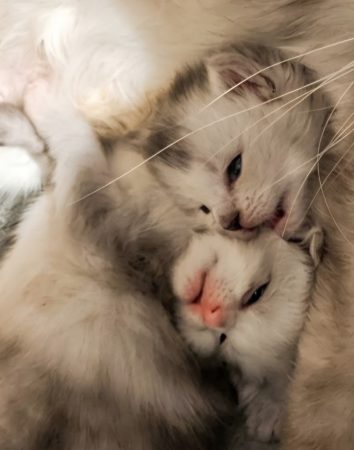 Image de la portée de chaton de l'élévage L ECOLE DES COONS