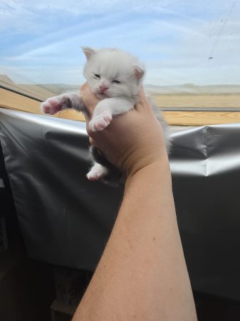 Image de la portée de chaton de l'élévage L ECOLE DES COONS